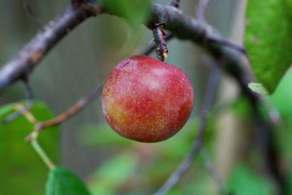 {Prunus mexicana}